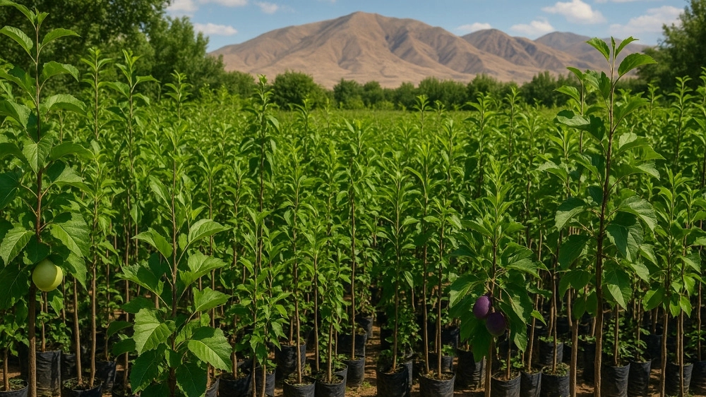 Purchase of fruit seedlings in Tabriz from Nasrallah Nejad Nursery