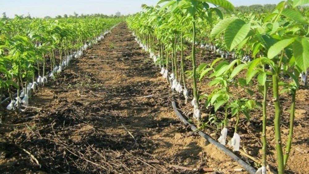 فروش و پخش انواع نهال در تبریز فروش و پخش انواع نهال در تبریز