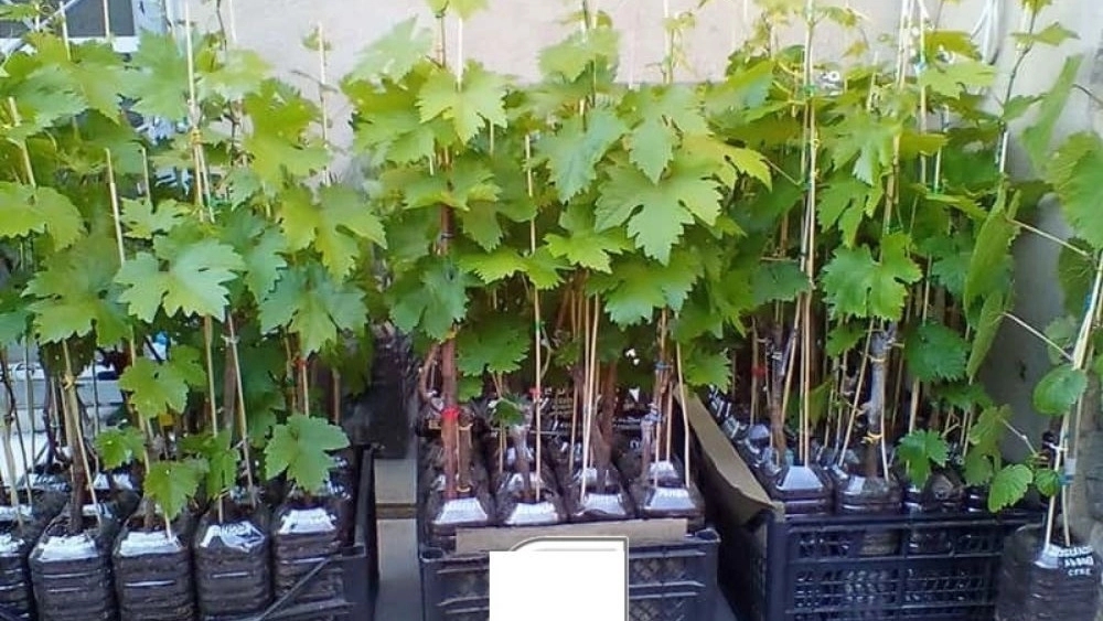 Sale and distribution of seedlings in Tabriz Sale and distribution of seedlings in Tabriz