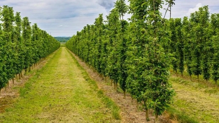 طلب الشتلات الفاكهة عبر الإنترنت عن طريق إرسال سريع طلب الشتلات الفاكهة عبر الإنترنت عن طريق إرسال سريع